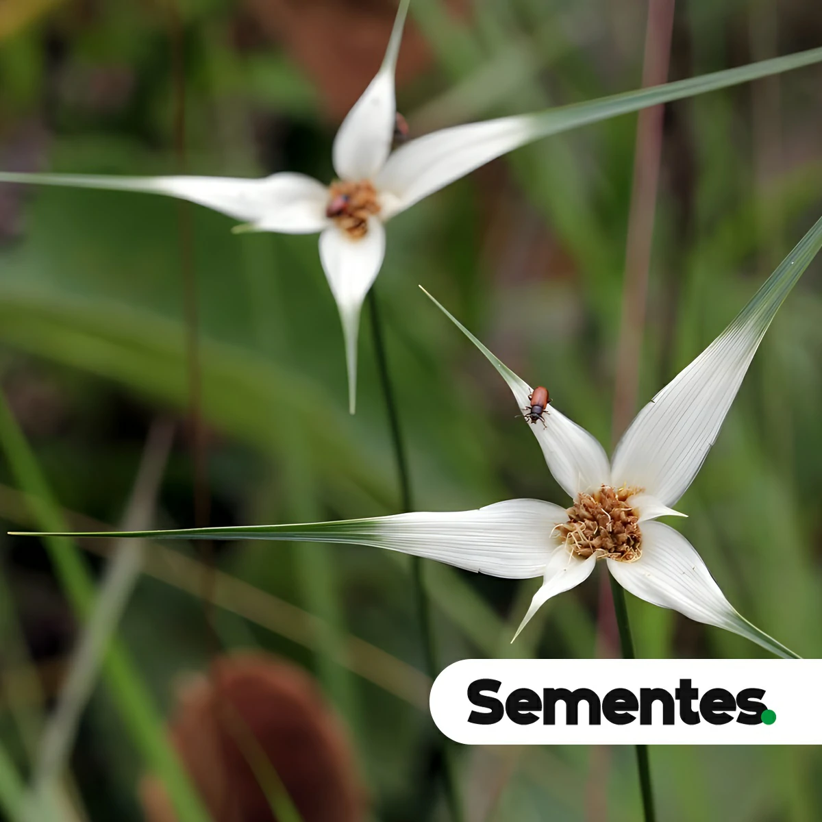 Sementes de Rhynchospora speciosa