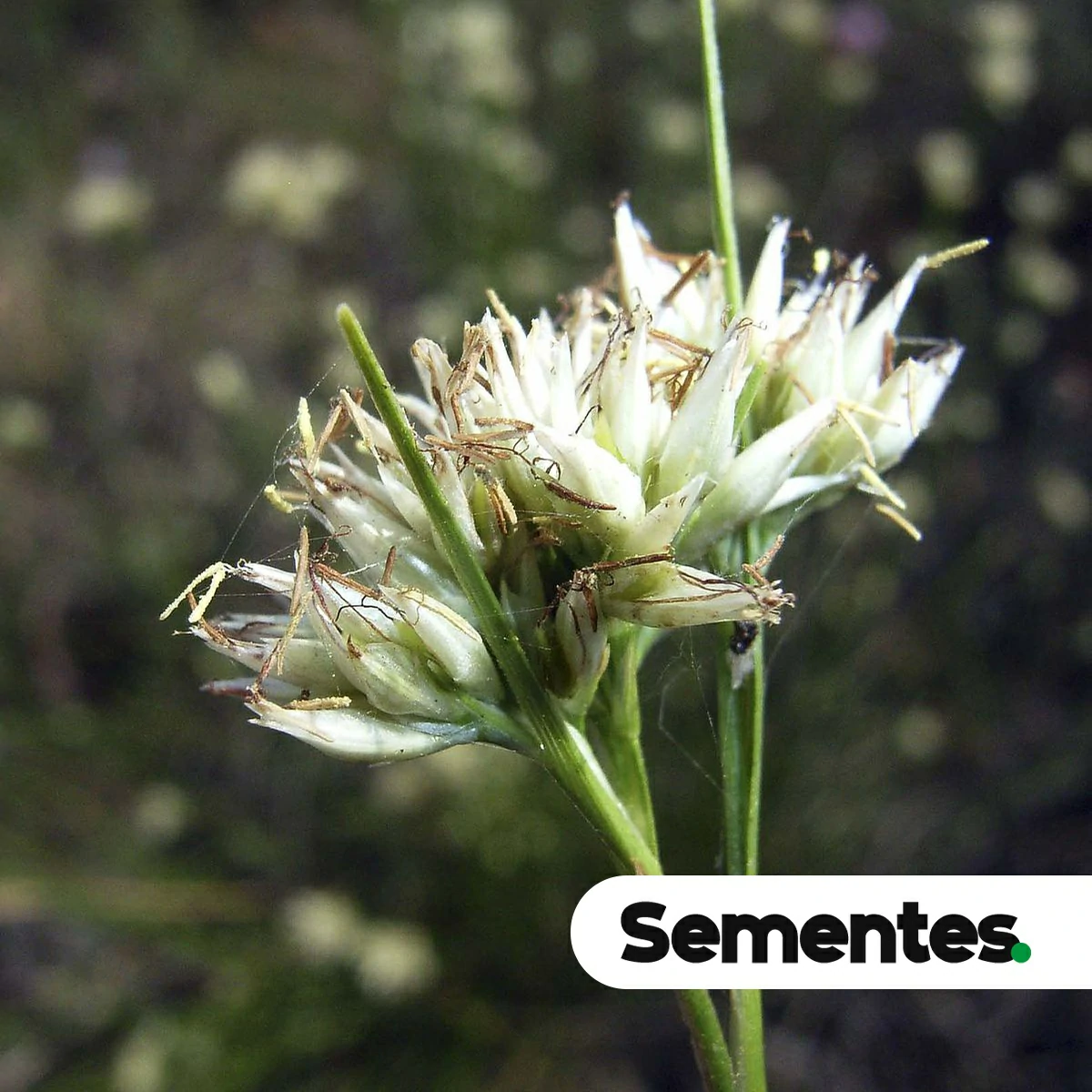 Rhynchospora speciosa (Kunth) Boeckeler 2
