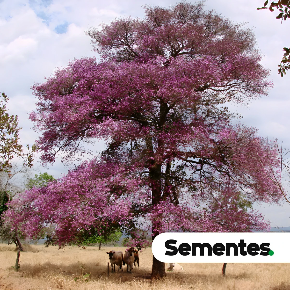 Physocalymma scaberrimum Pohl 2
