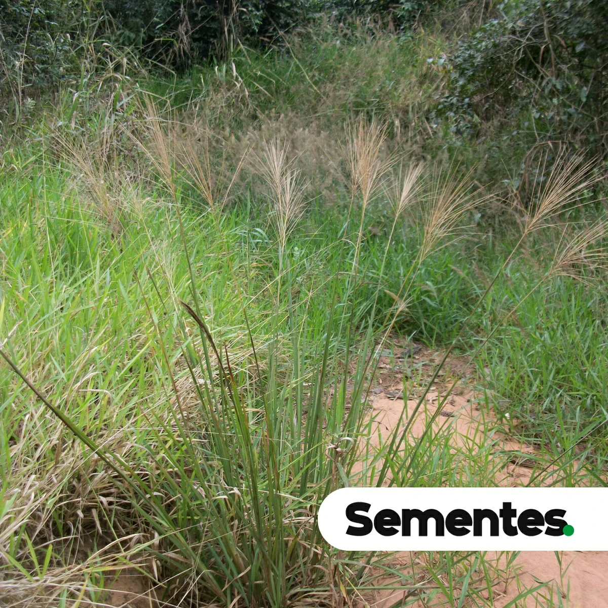 Axonopus pressus (Nees ex Steud.) Parodi 2