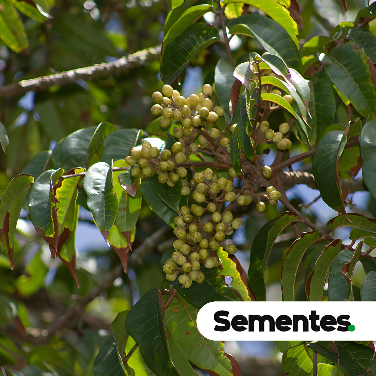Sementes de Trattinnickia rhoifolia