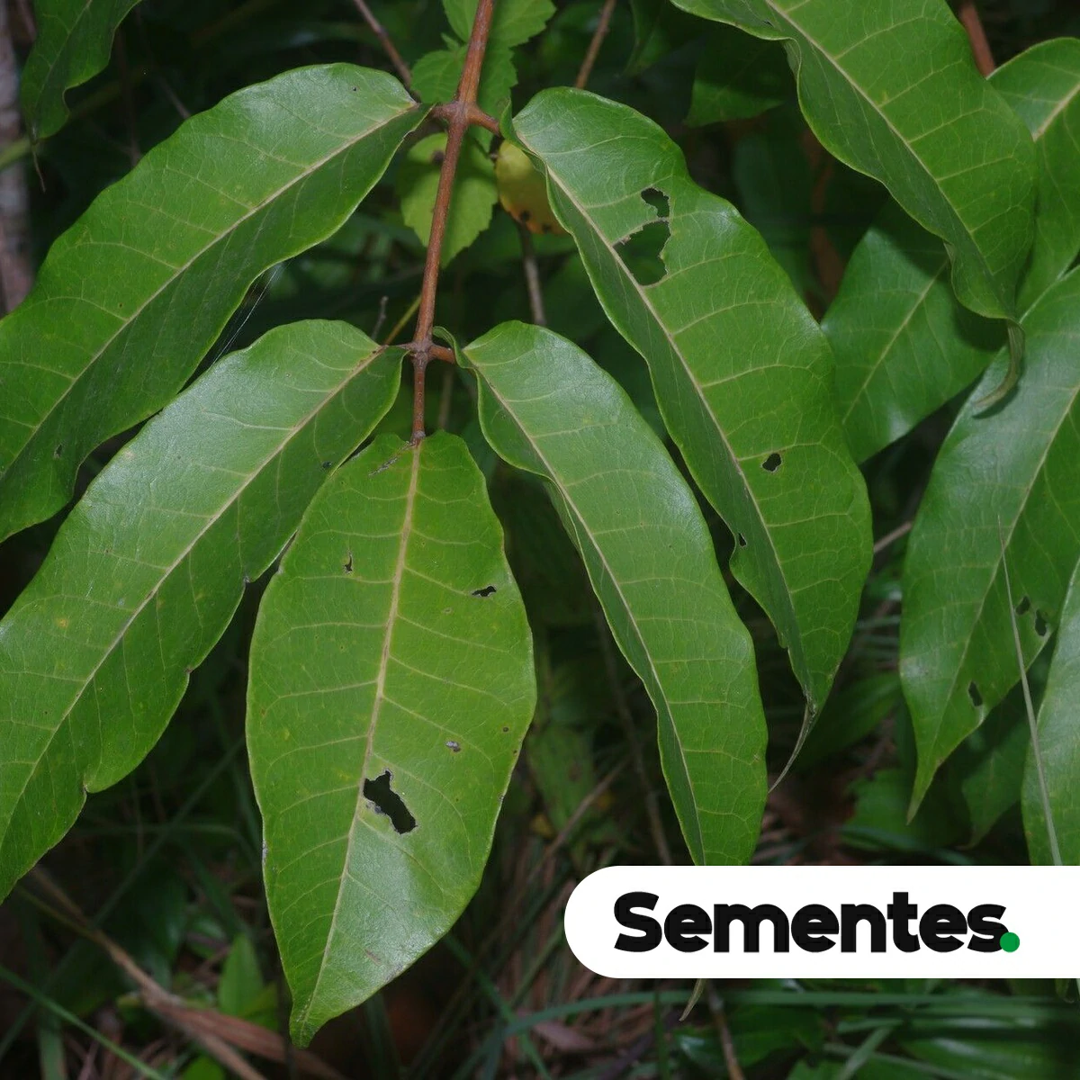 Trattinnickia rhoifolia Willd. 2