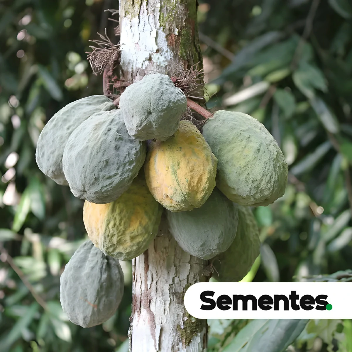 Sementes de cacauí