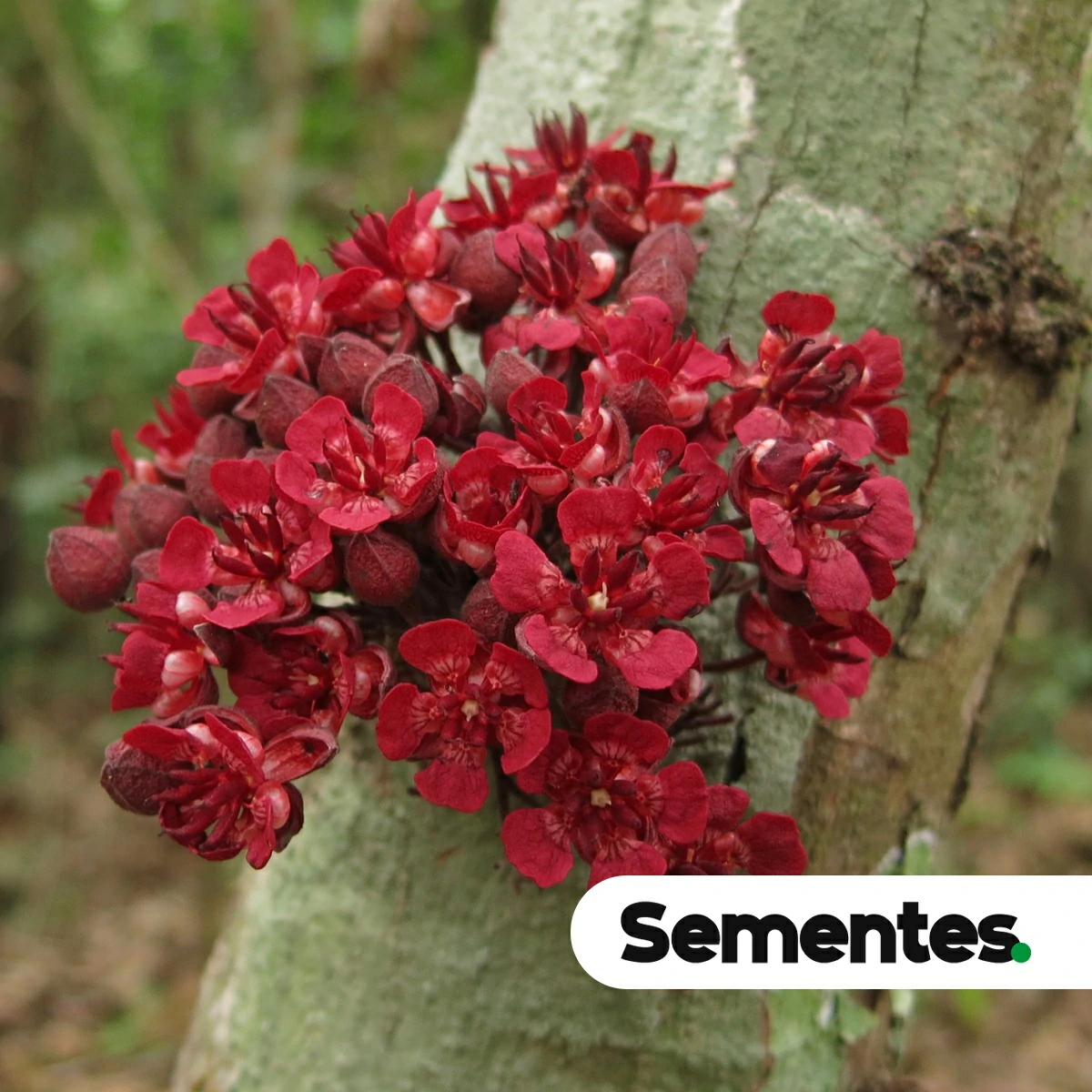 Theobroma speciosum Willd. ex Spreng. 3