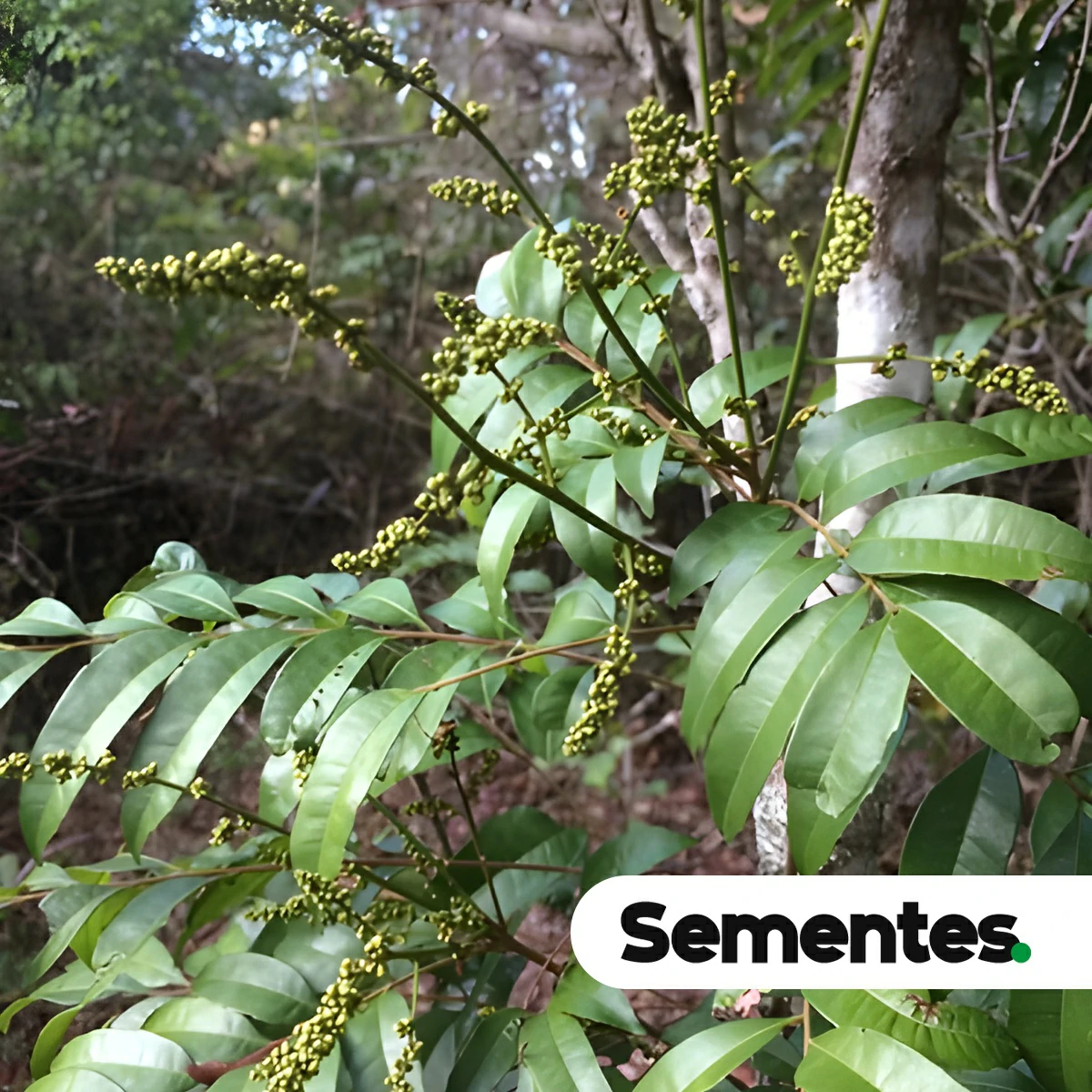 Sementes de catinga-de-mulata