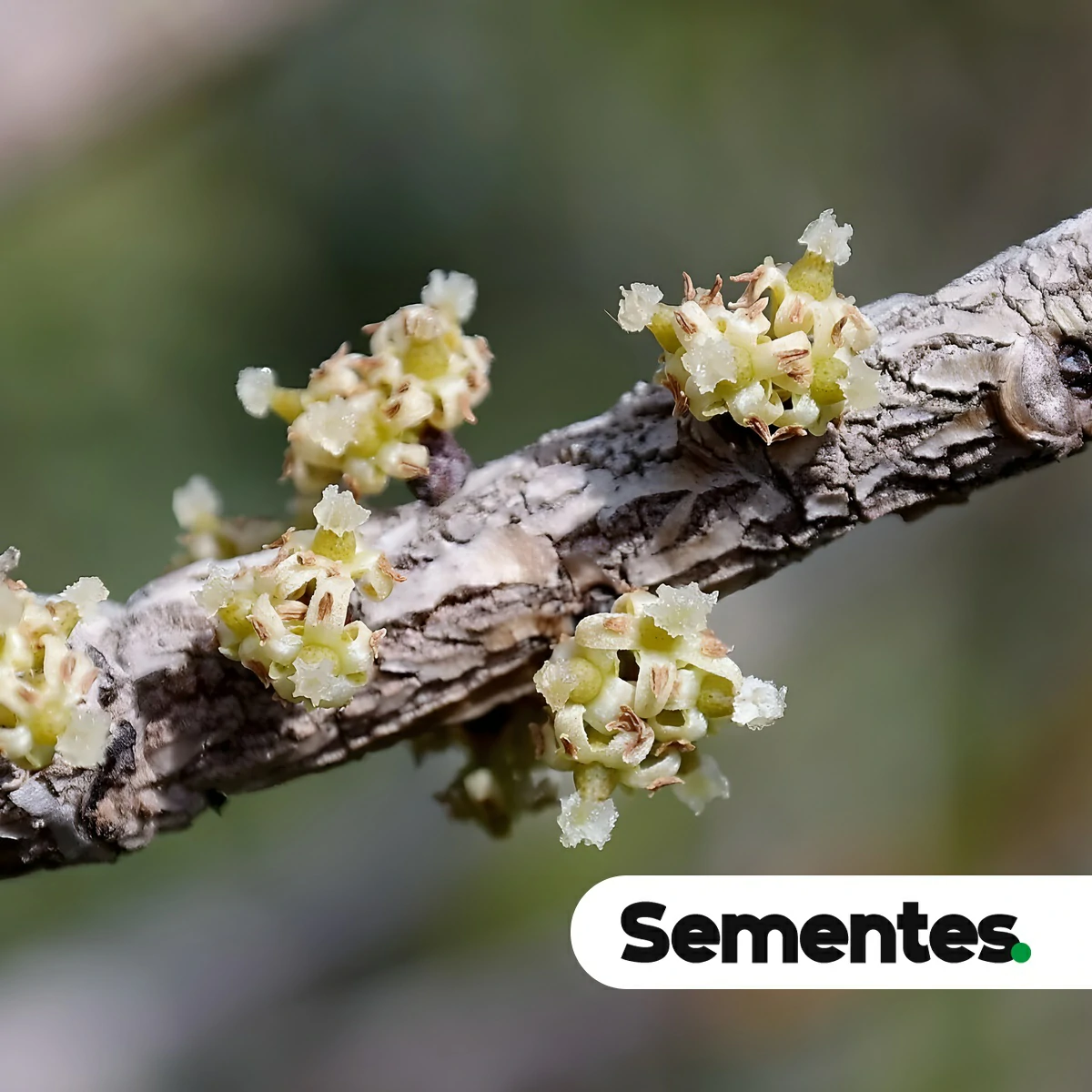 Sementes de Myrsine guianensis