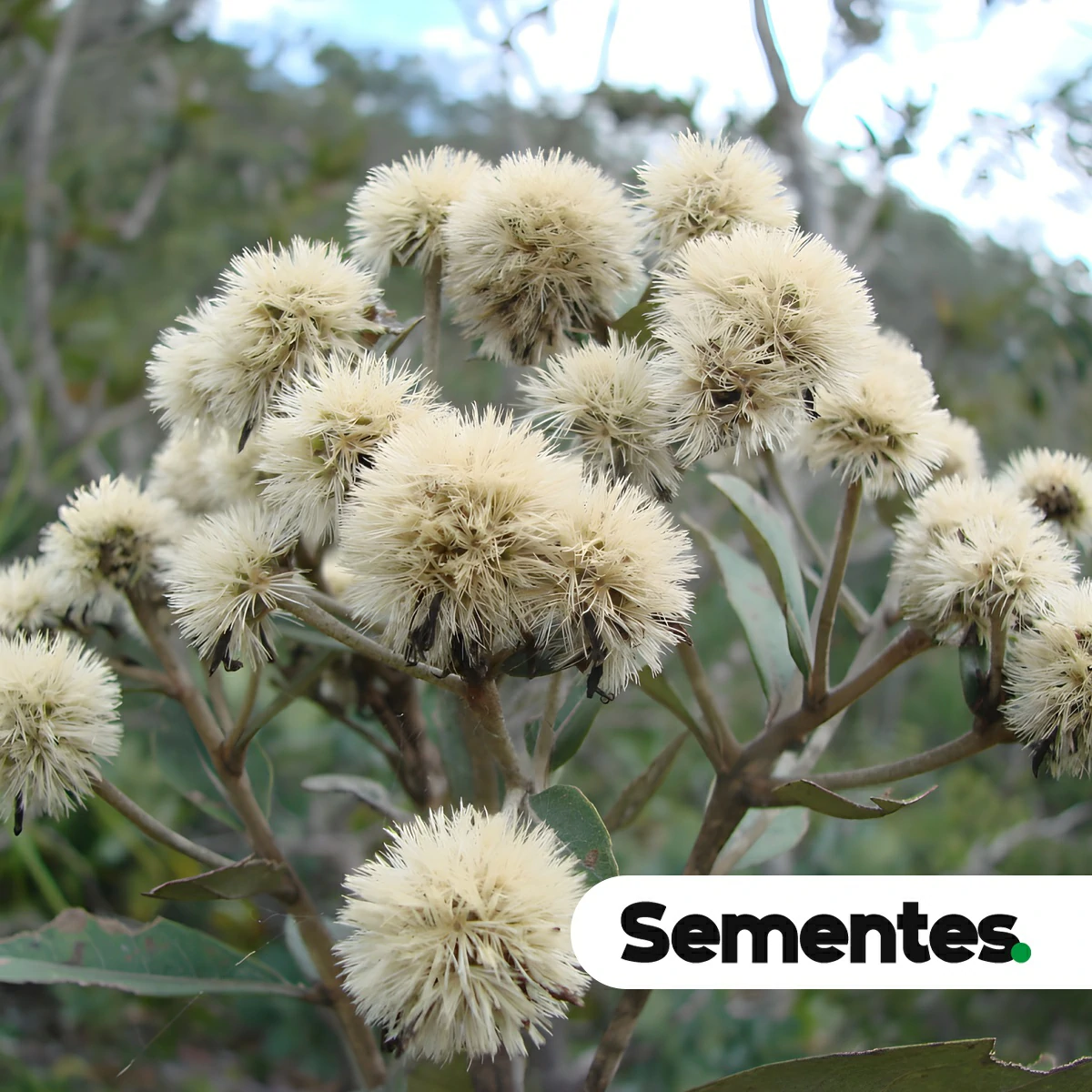 Sementes de Eremanthus erythropappus