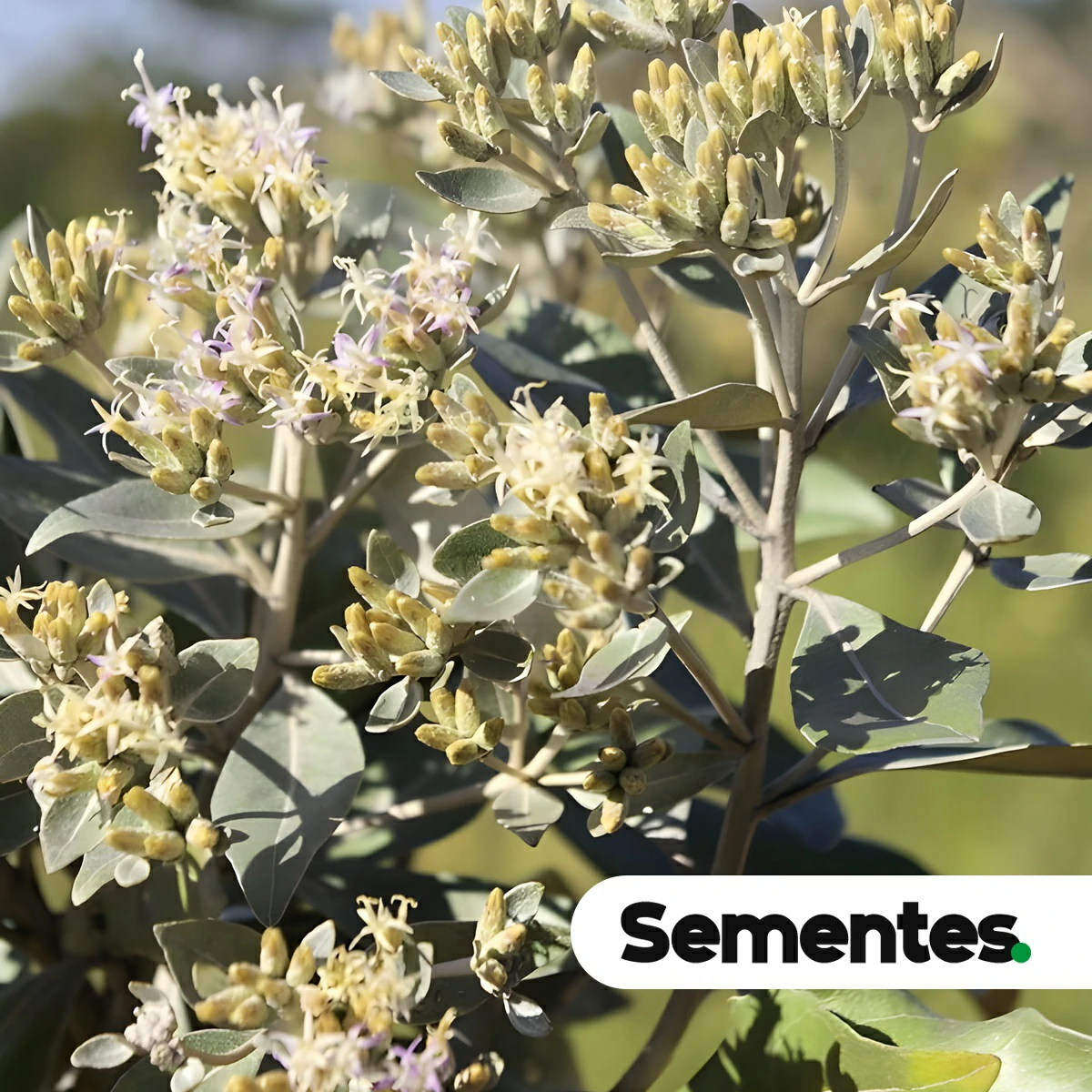 Eremanthus erythropappus (DC.) MacLeish 2