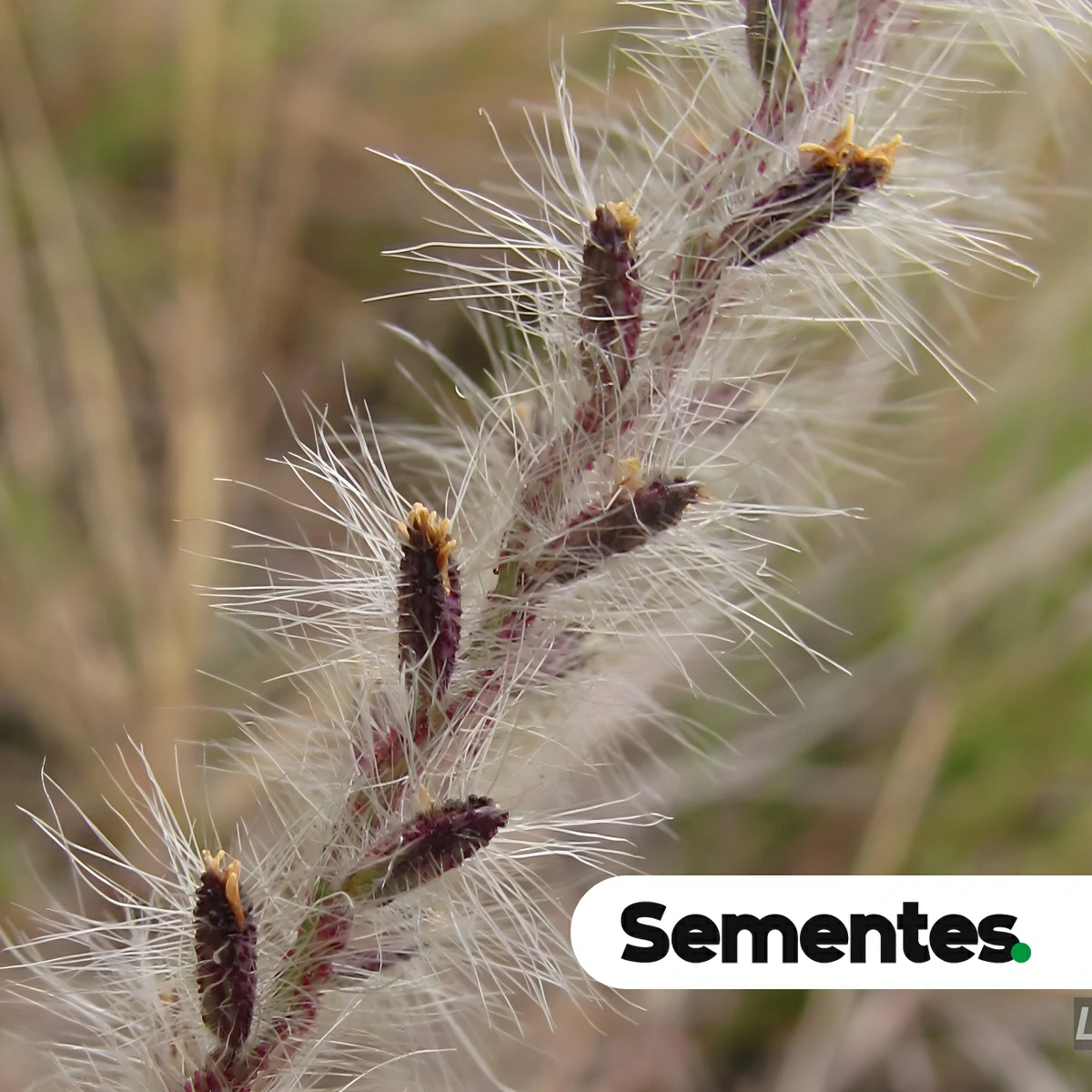 Sementes de capim-branco