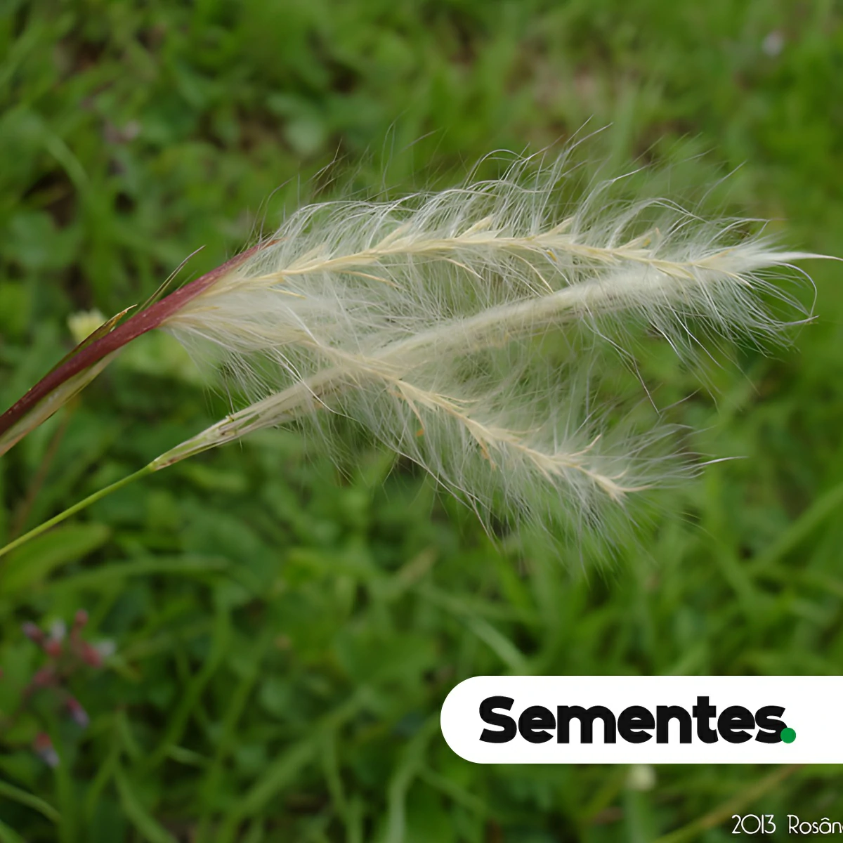 Sementes de Andropogon virgatus