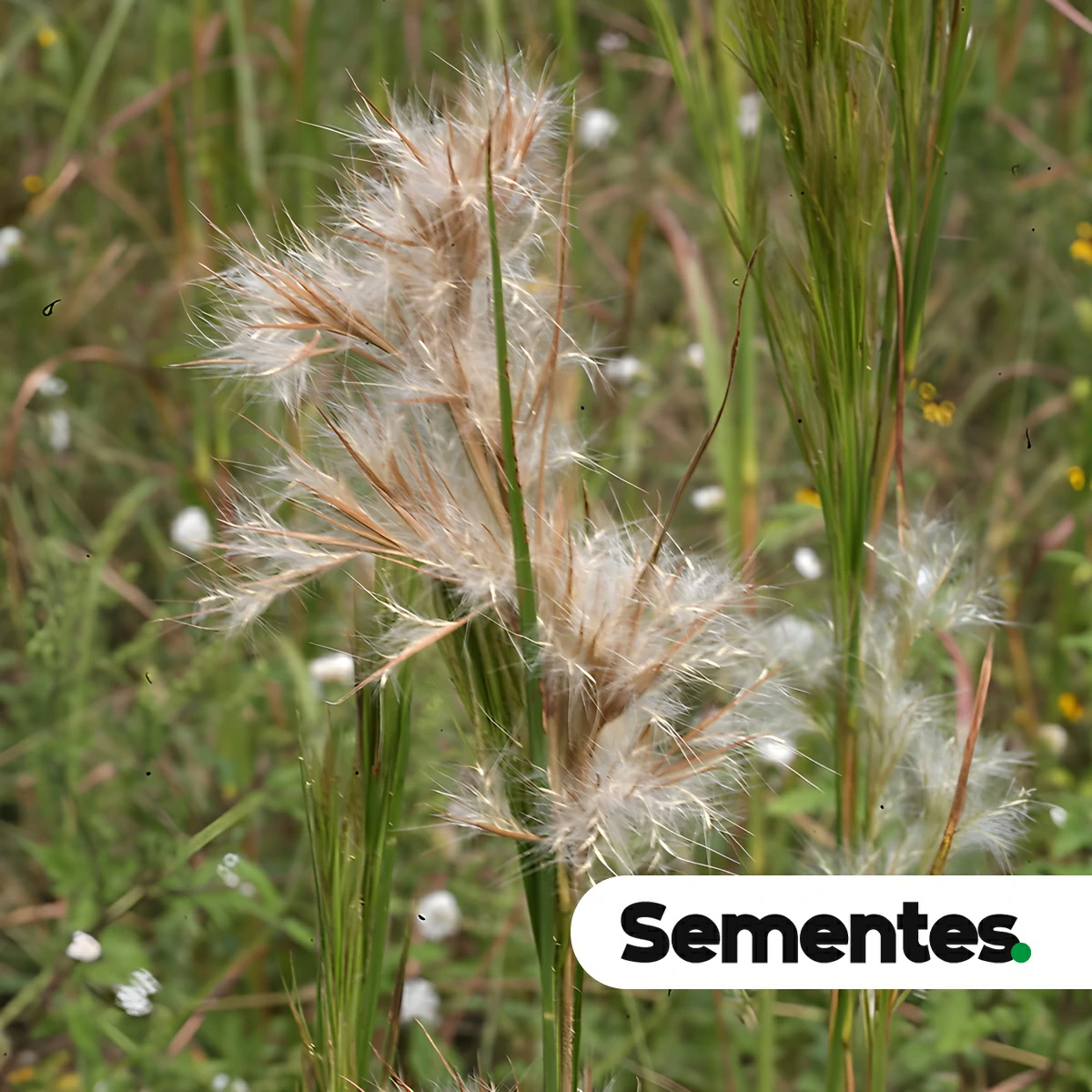 Andropogon virgatus Desv. 2
