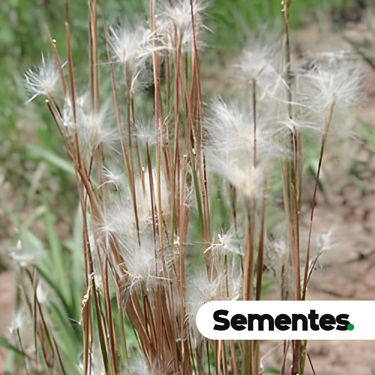 Andropogon virgatus Desv. 3