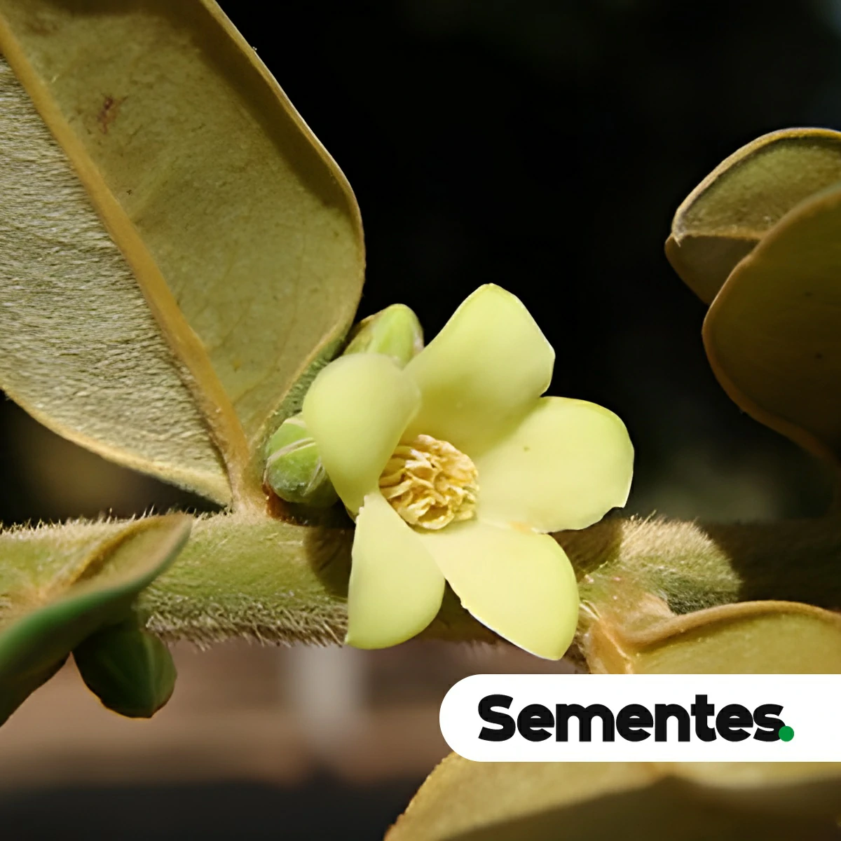 Diospyros lasiocalyx (Mart.) B.Walln.