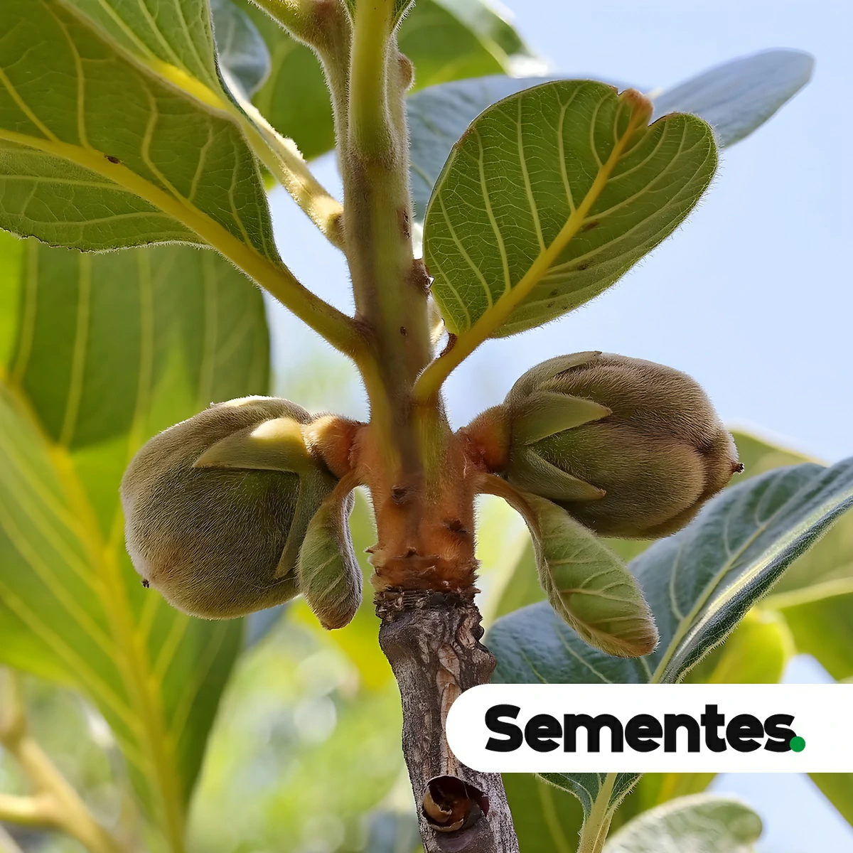 Diospyros lasiocalyx (Mart.) B.Walln. 3