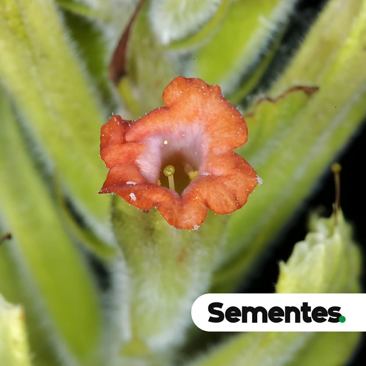 Stachytarpheta longispicata (Pohl) S.Atkins
