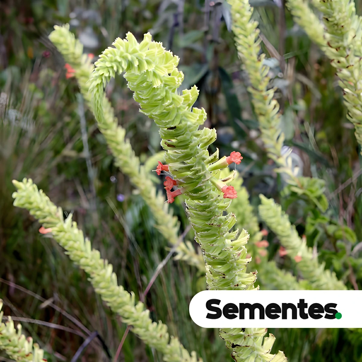 Stachytarpheta longispicata (Pohl) S.Atkins 2