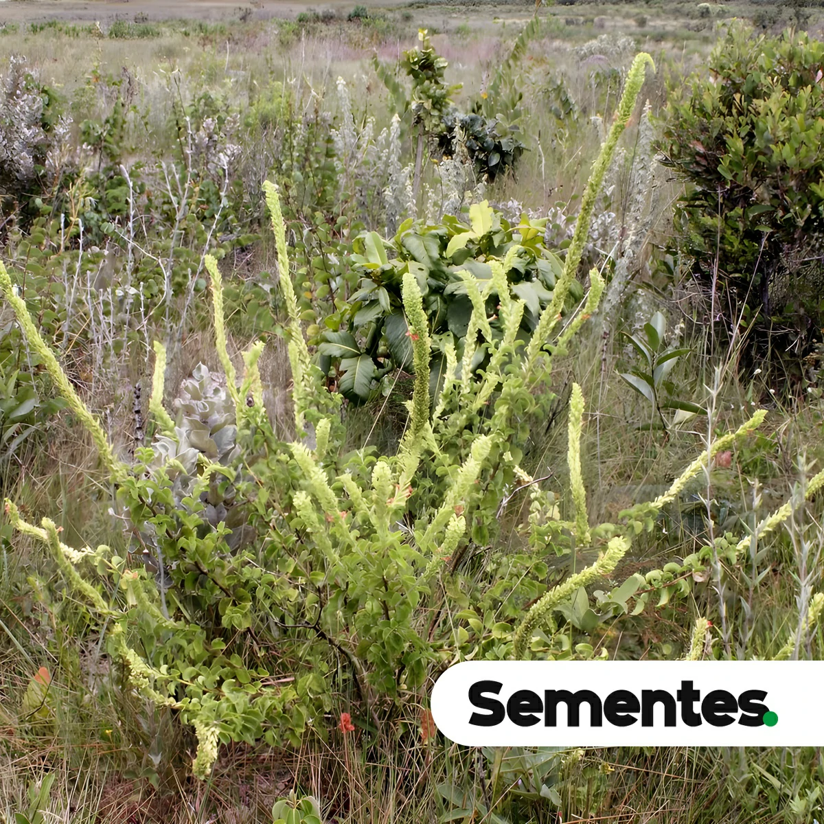 Stachytarpheta longispicata (Pohl) S.Atkins 3