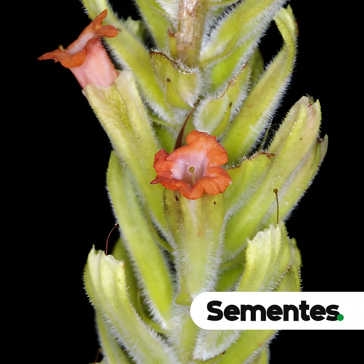 Stachytarpheta longispicata (Pohl) S.Atkins 4