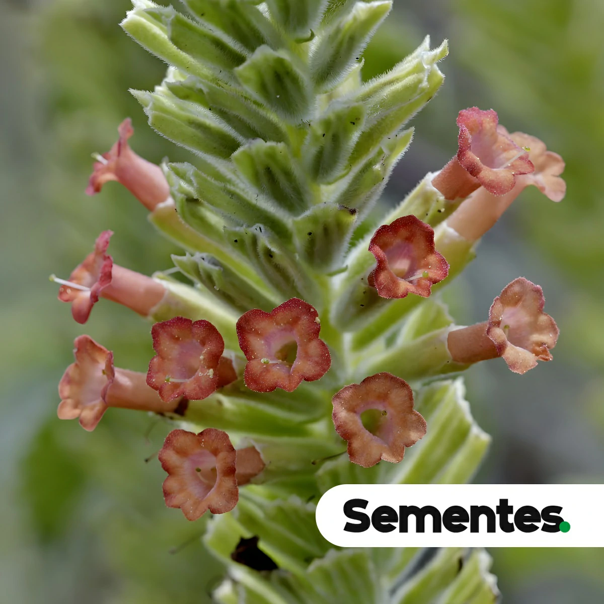 Stachytarpheta longispicata (Pohl) S.Atkins 5