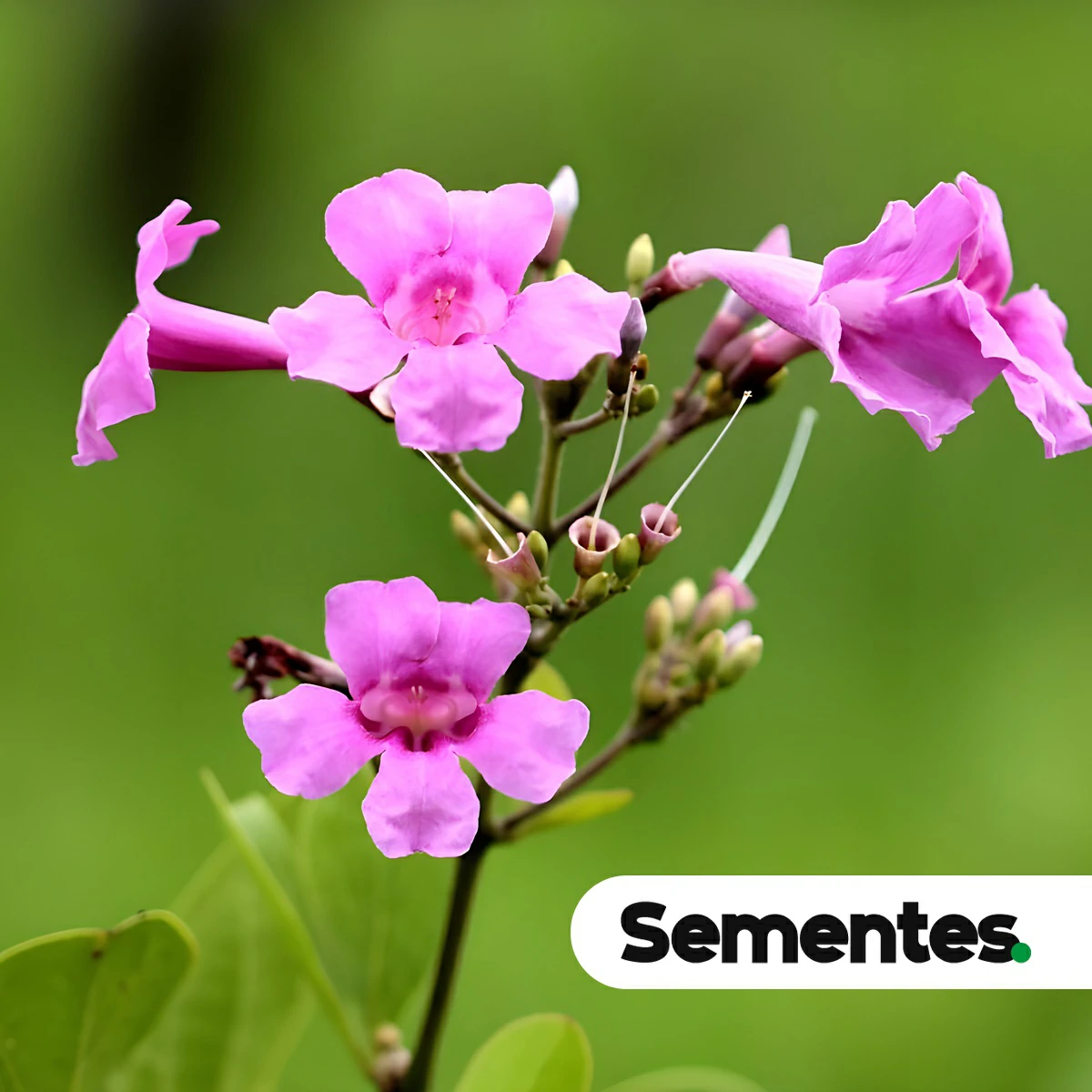 Sementes de cipó-una