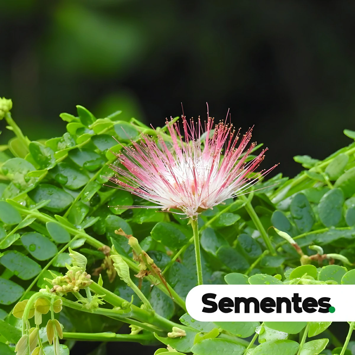 Sementes de Samanea tubulosa