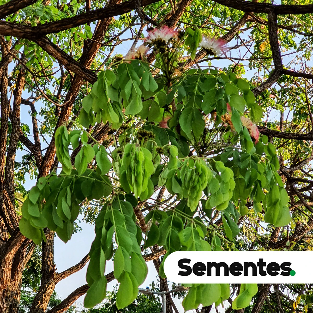 Samanea tubulosa (Benth.) Barneby & J.W.Grimes 2
