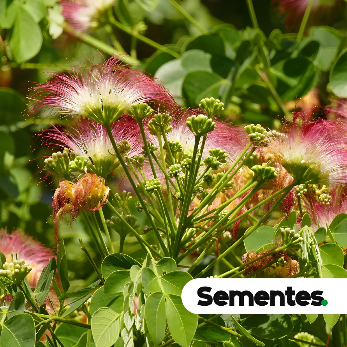 Samanea tubulosa (Benth.) Barneby & J.W.Grimes 4