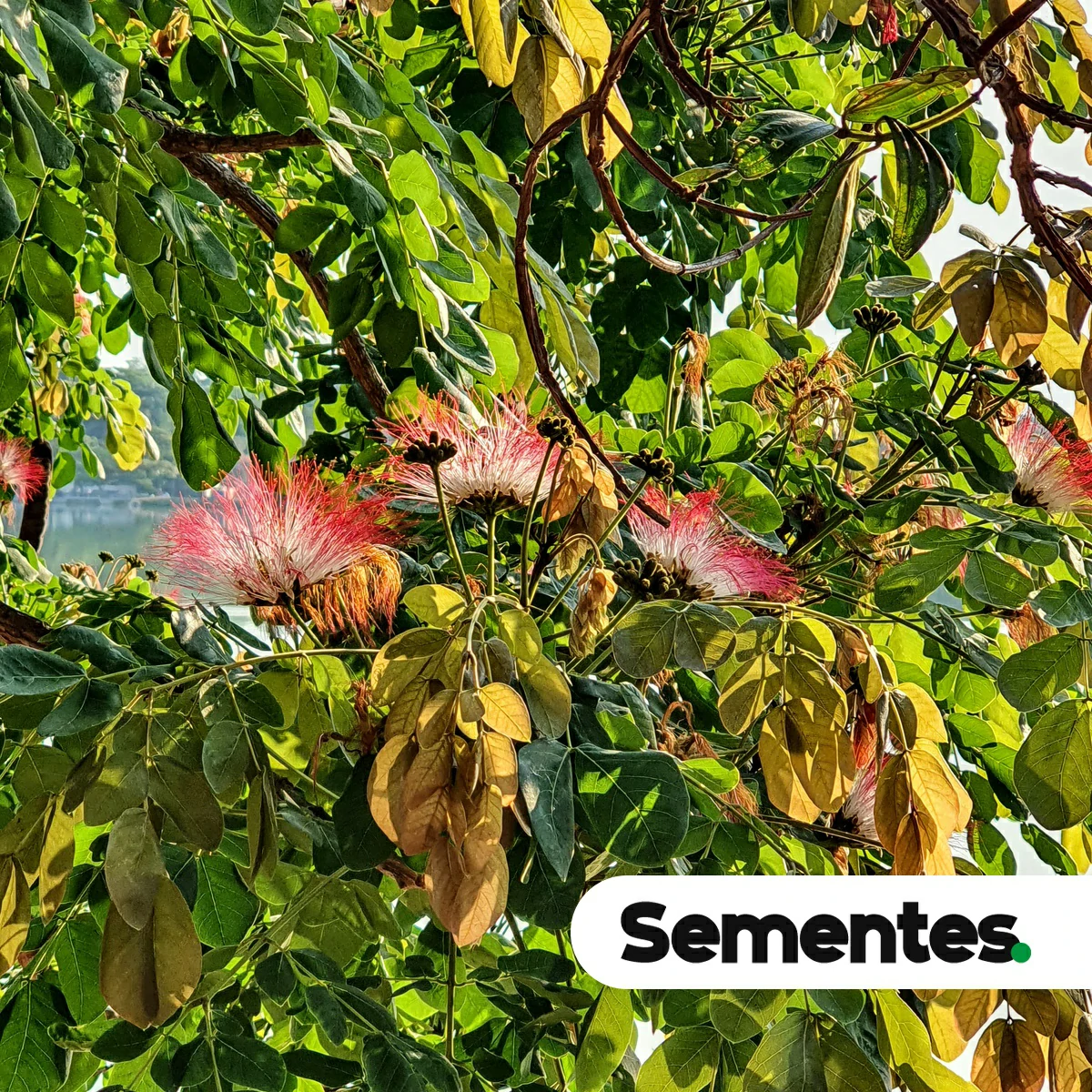 Samanea tubulosa (Benth.) Barneby & J.W.Grimes 5