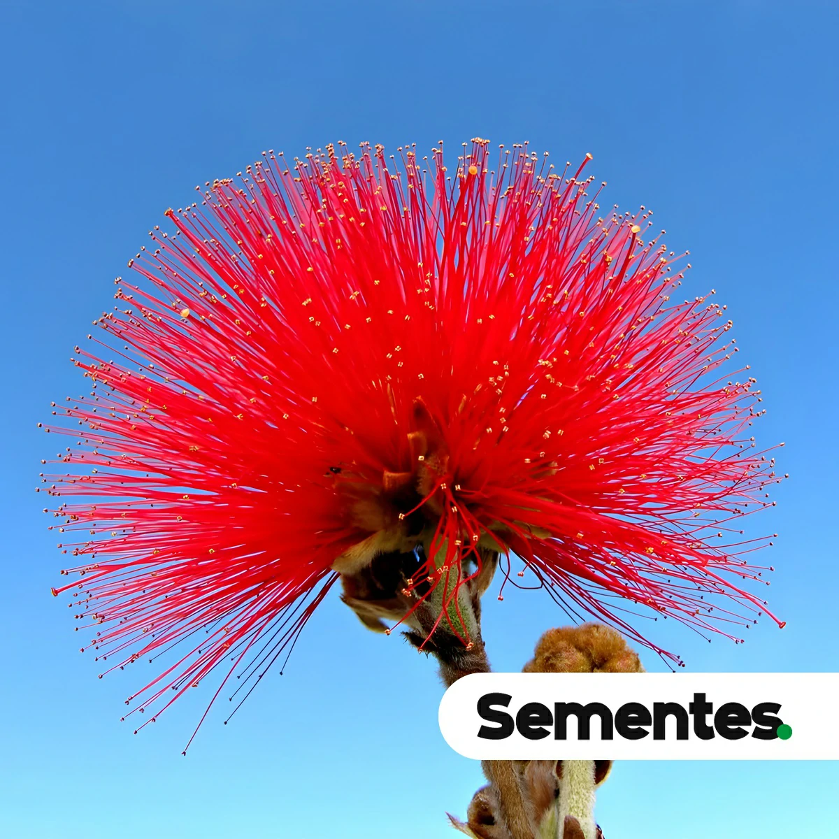 Calliandra dysantha Benth.
