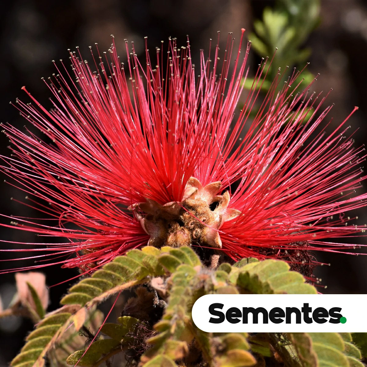Calliandra dysantha Benth. 2