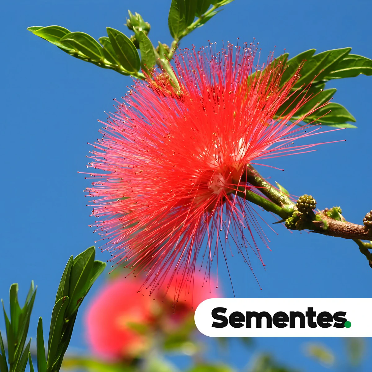 Calliandra dysantha Benth. 4