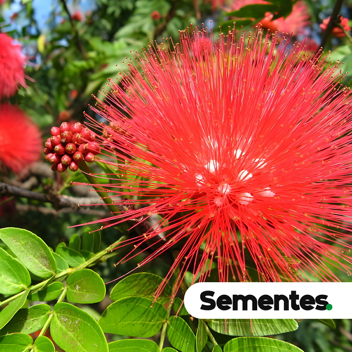 Calliandra dysantha Benth. 5