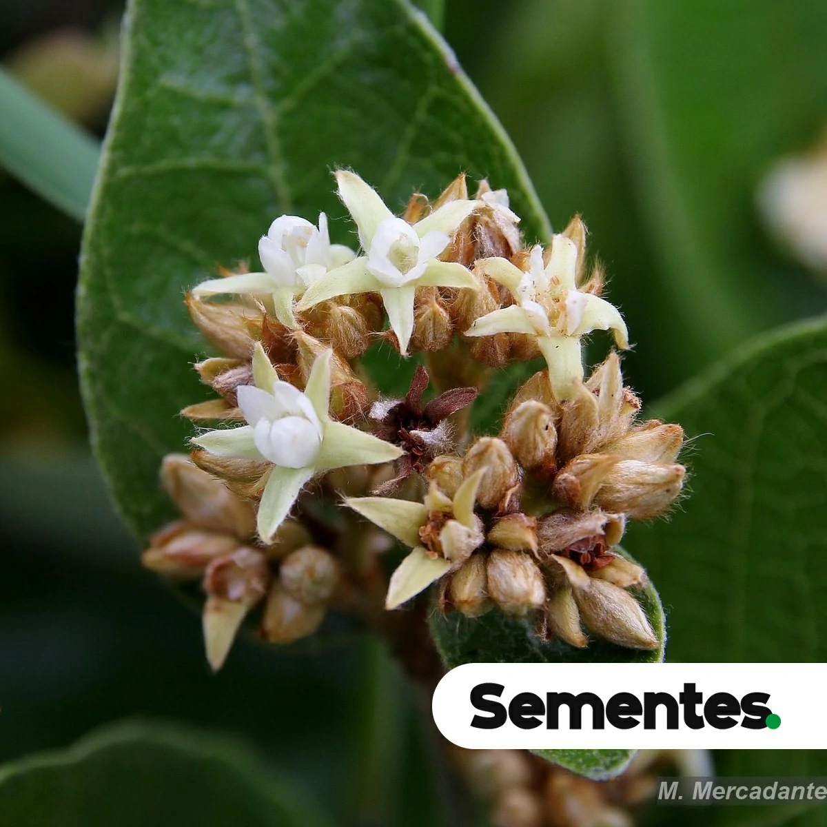 Sementes de fruta-de-ema