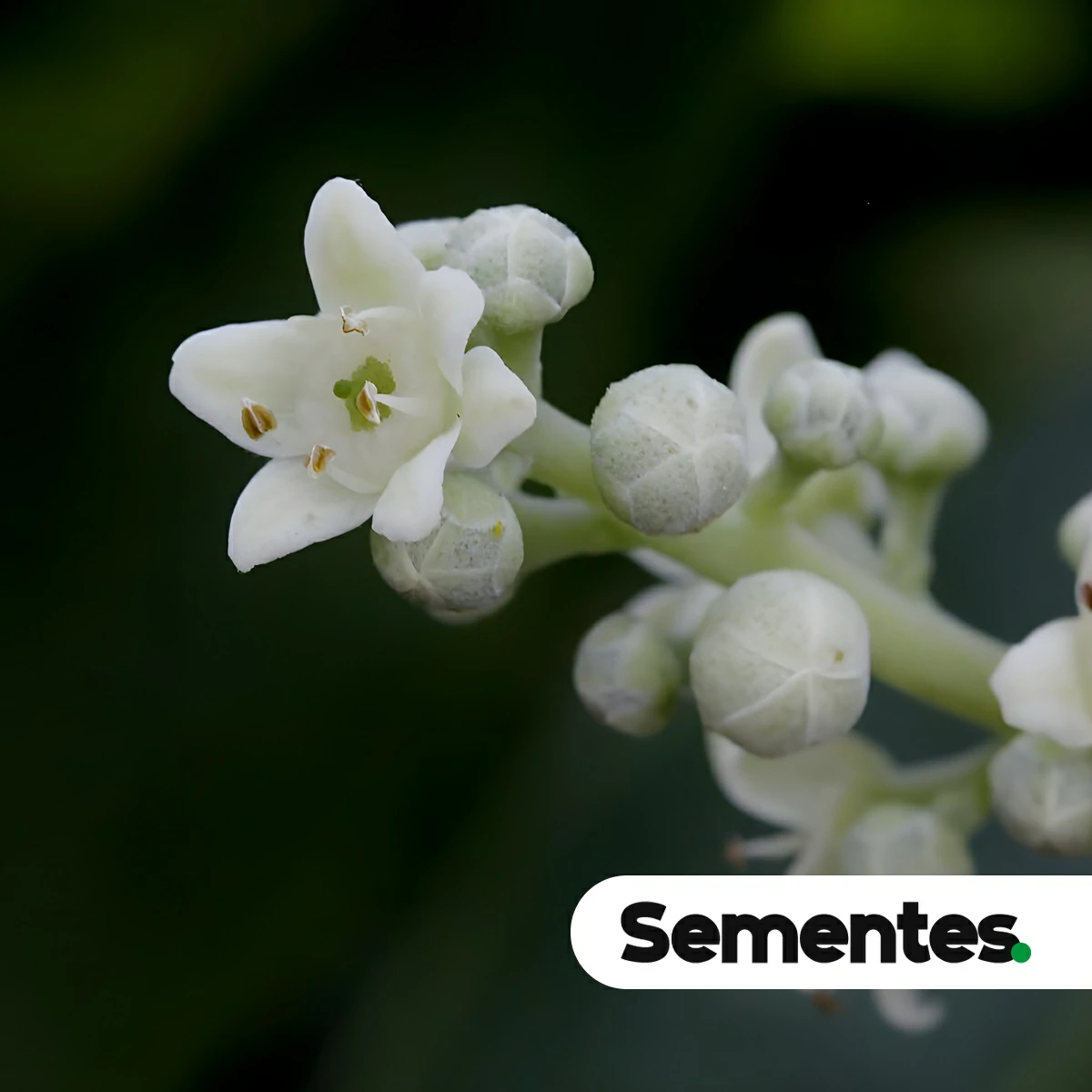 Esenbeckia pumila Pohl