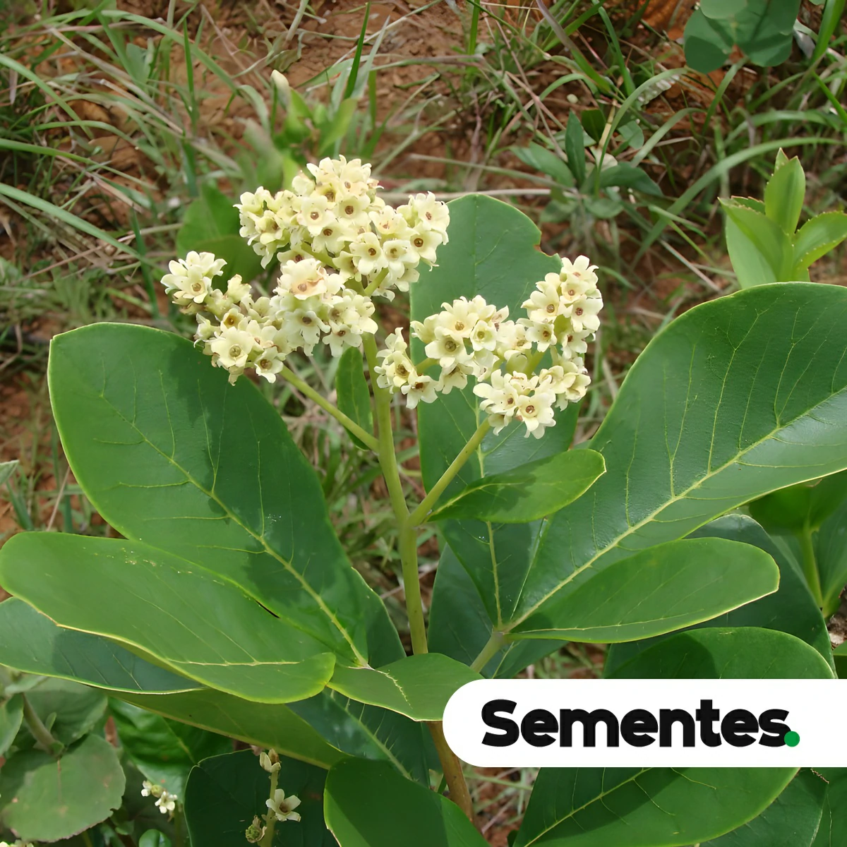 Esenbeckia pumila Pohl 3