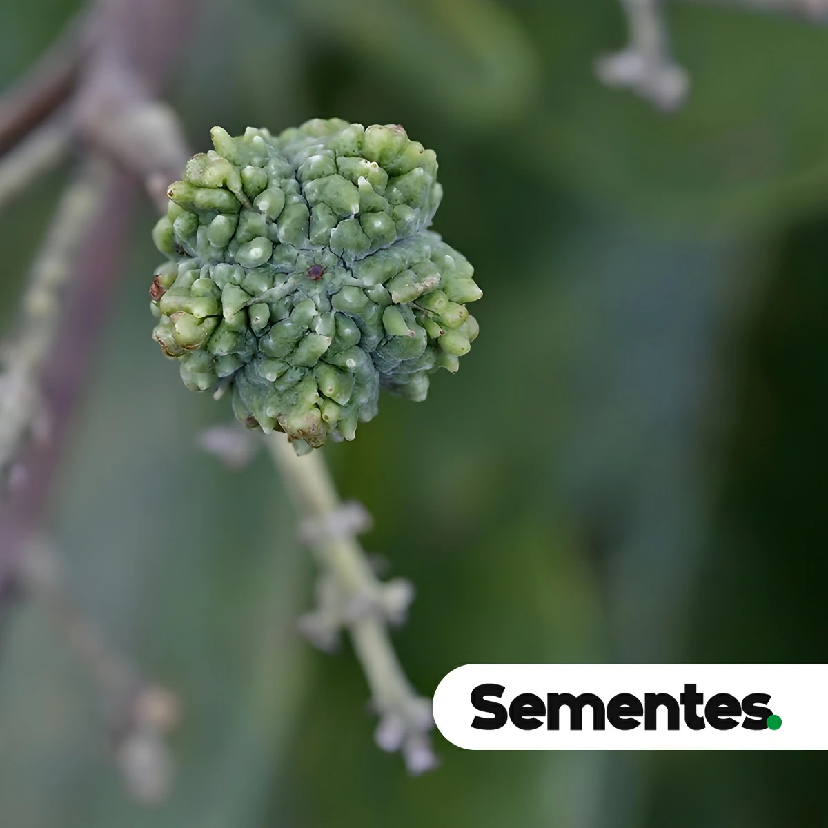 Esenbeckia pumila Pohl 5