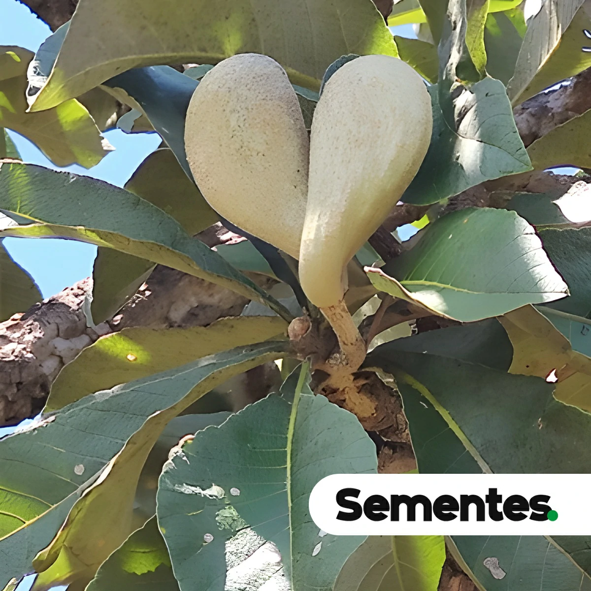 Aspidosperma tomentosum Mart. & Zucc. 4