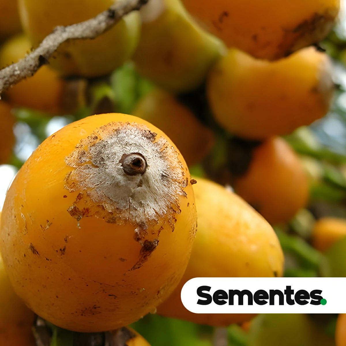 Sementes de guariroba