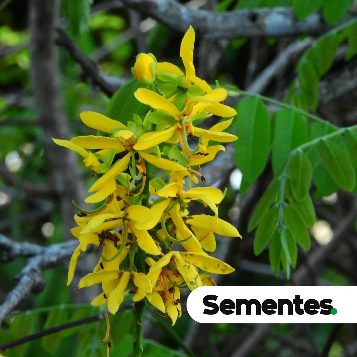 Cassia leiandra Benth.
