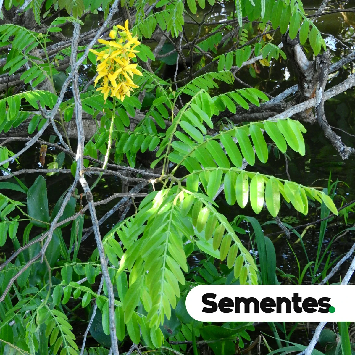 Cassia leiandra Benth. 2