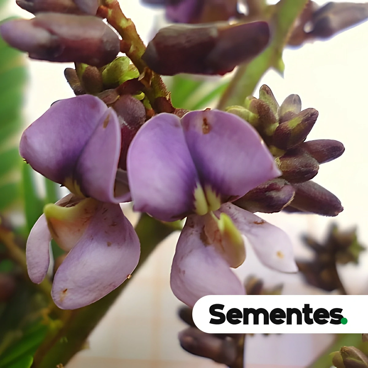 Sementes de jacarandá-bico-de-pato