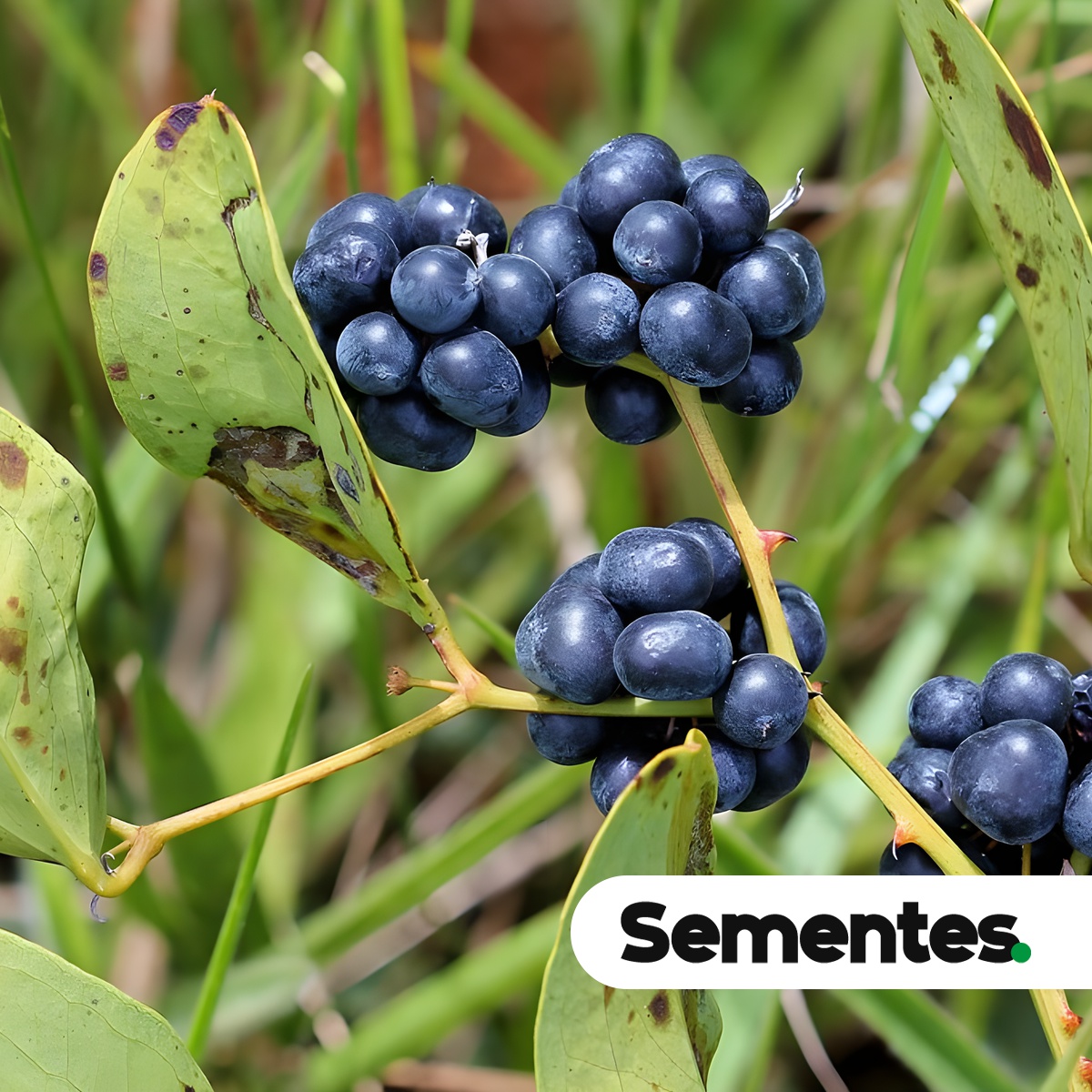 Sementes de japecanga