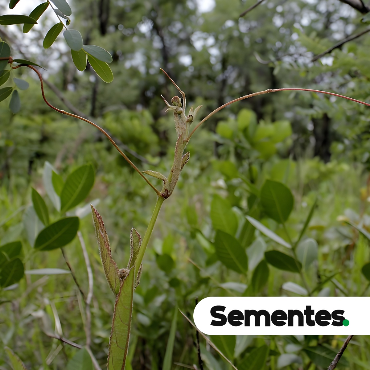 Smilax goyazana A.DC. 2