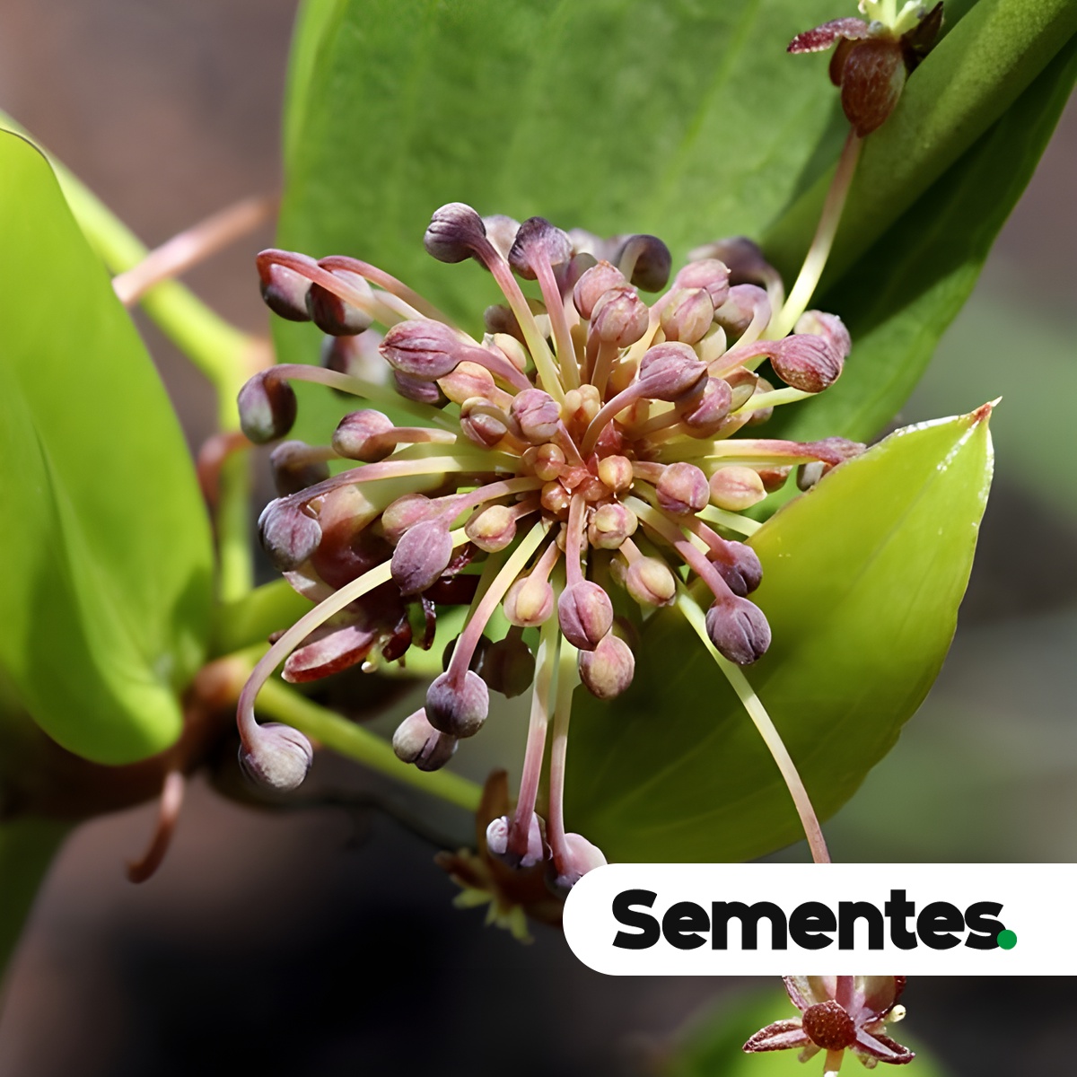 Smilax goyazana A.DC. 3