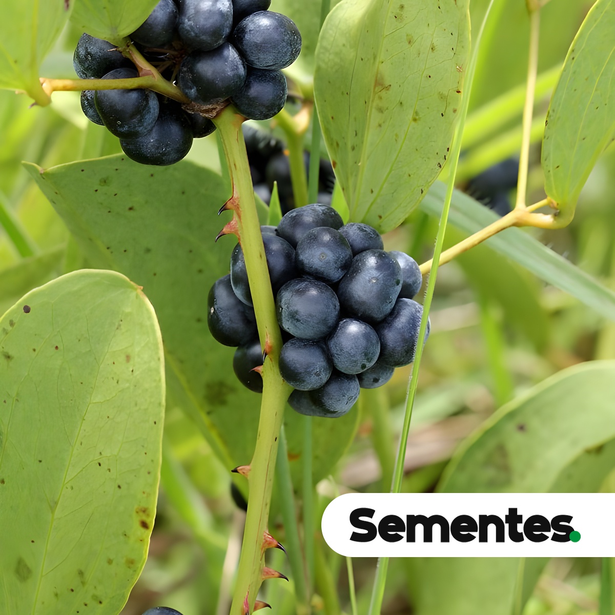 Smilax goyazana A.DC. 4