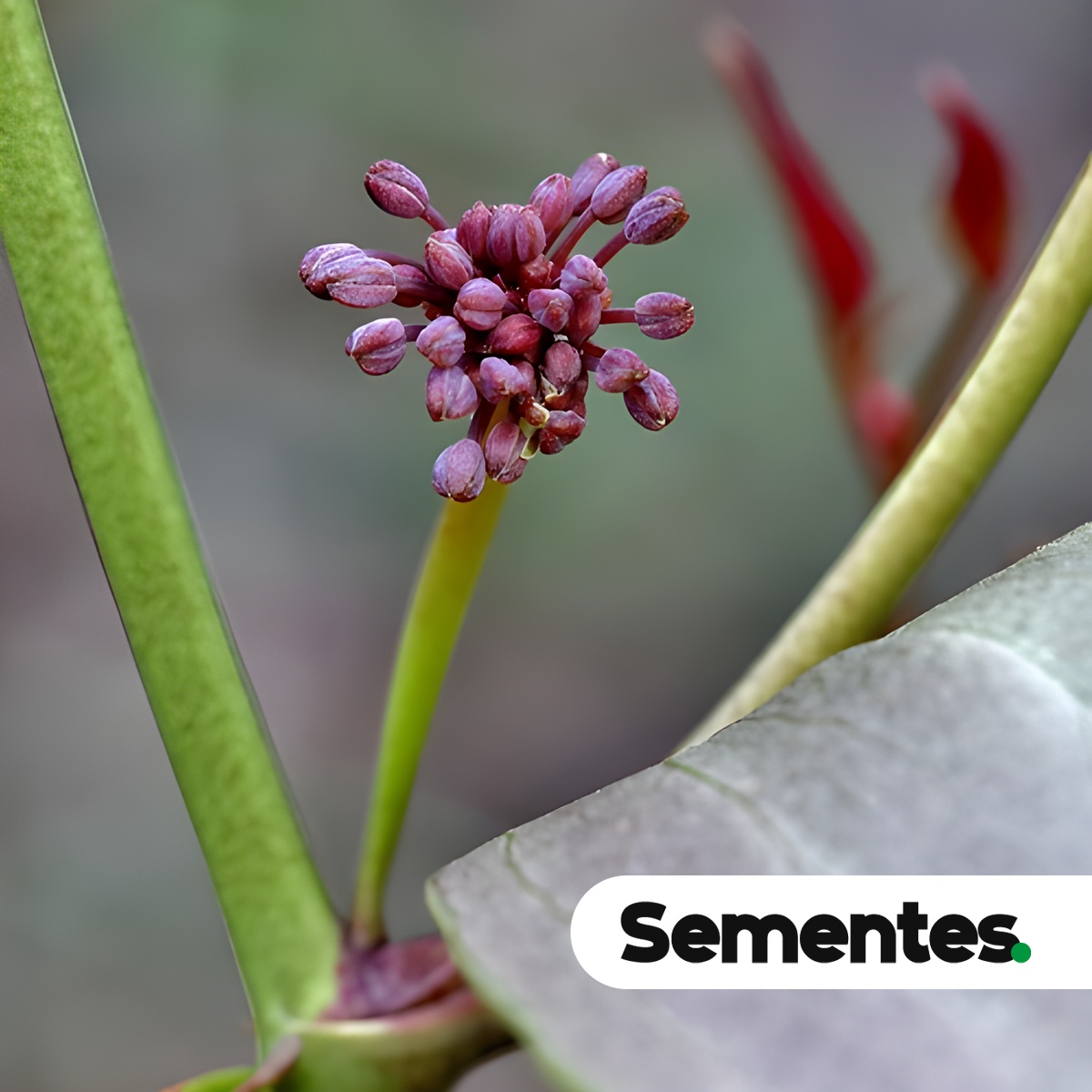 Smilax goyazana A.DC. 5