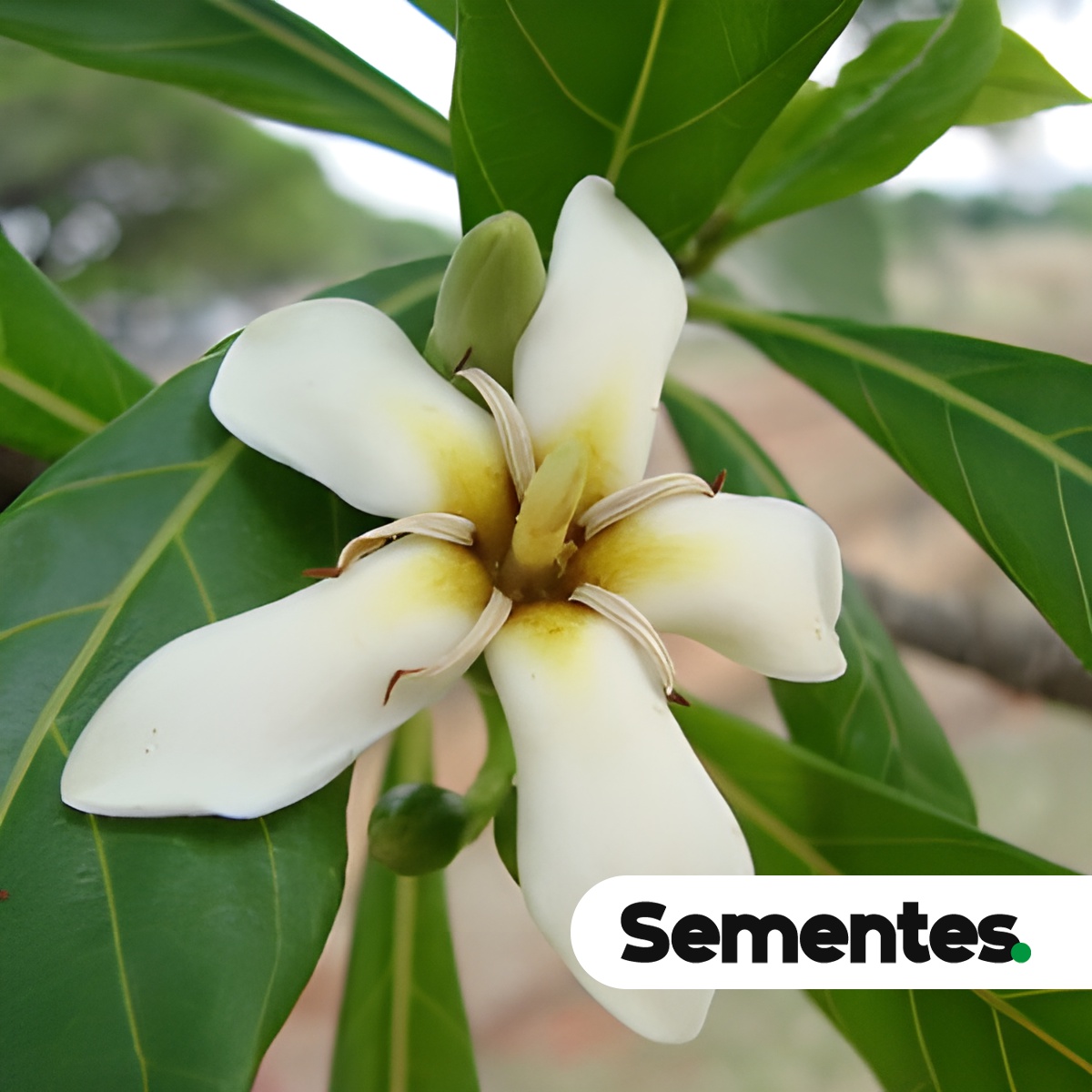 Sementes de Genipa infundibuliformis