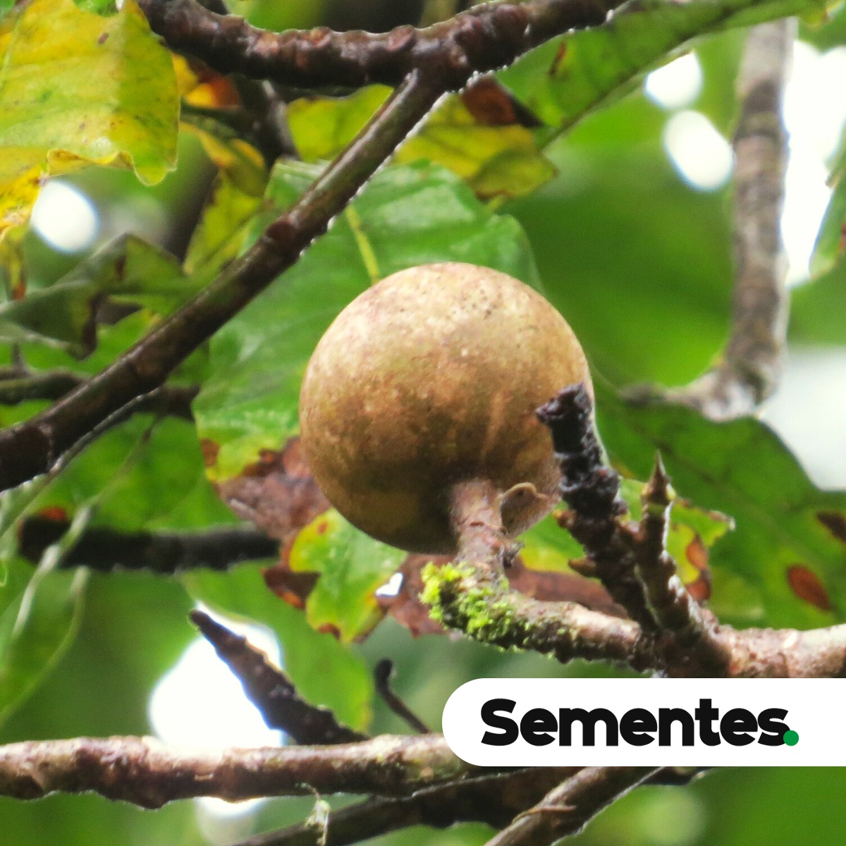 Genipa infundibuliformis Zappi & Semir 2