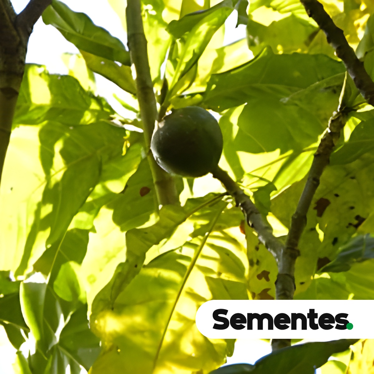 Genipa infundibuliformis Zappi & Semir 4