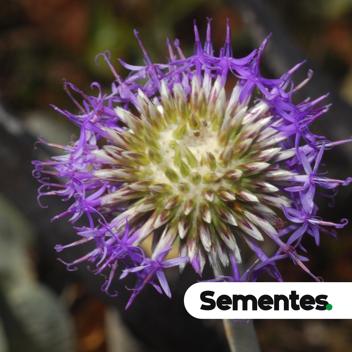 Sementes de Chresta sphaerocephala